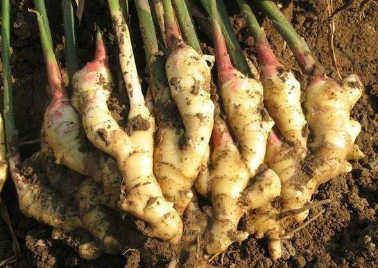 植物养发加盟店